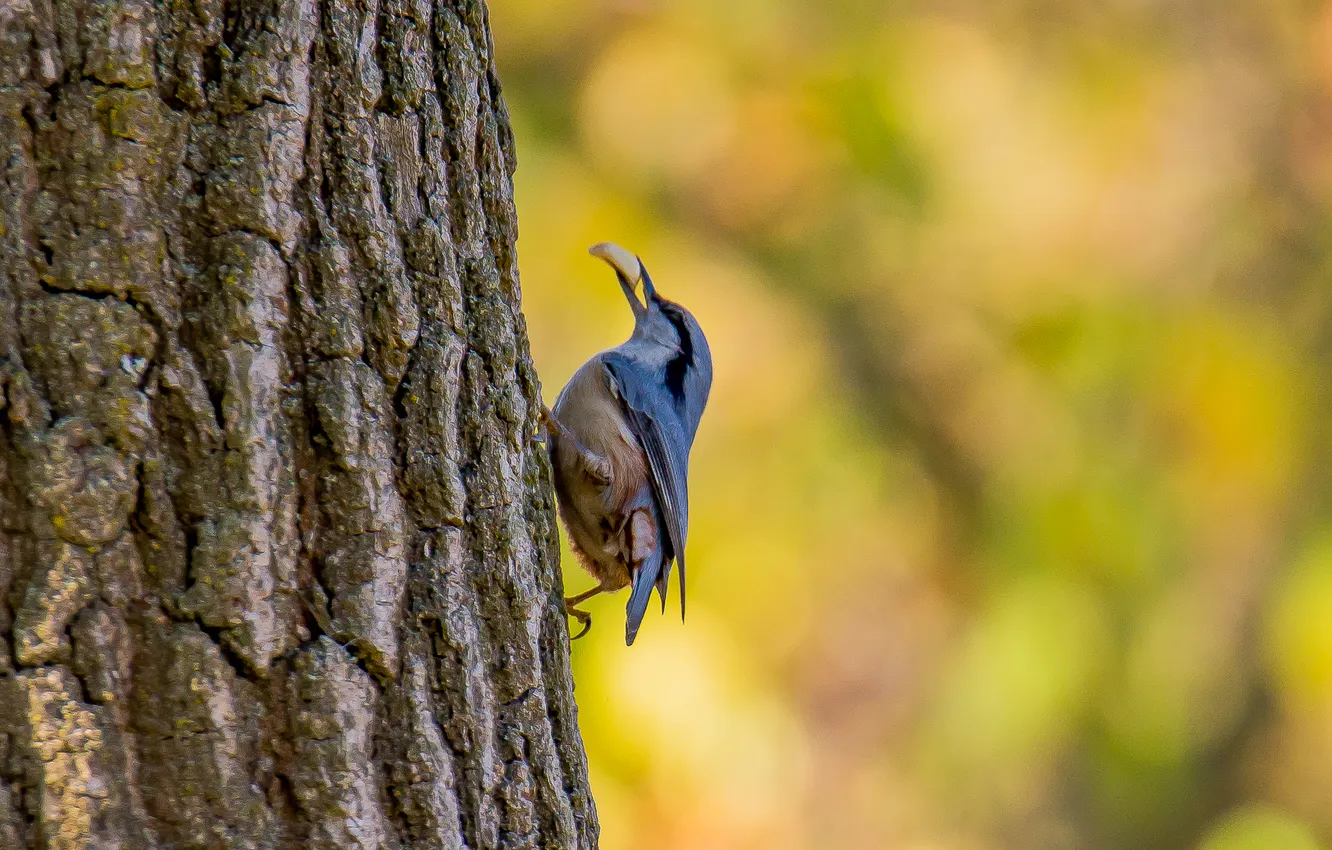 Photo wallpaper autumn, bird, bokeh, nuthatch