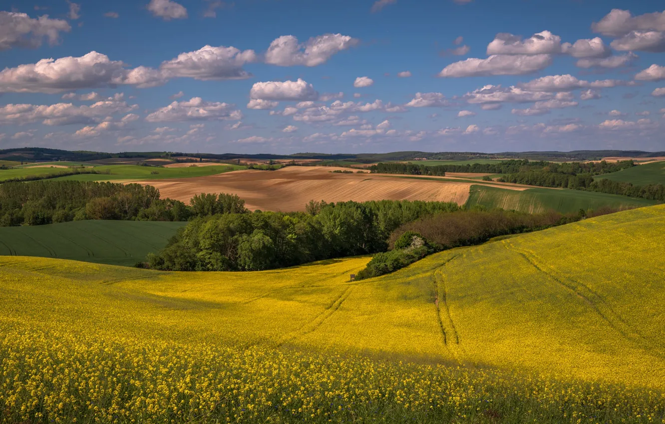 Photo wallpaper field, hills, view, dal, space, rape, rapeseed field