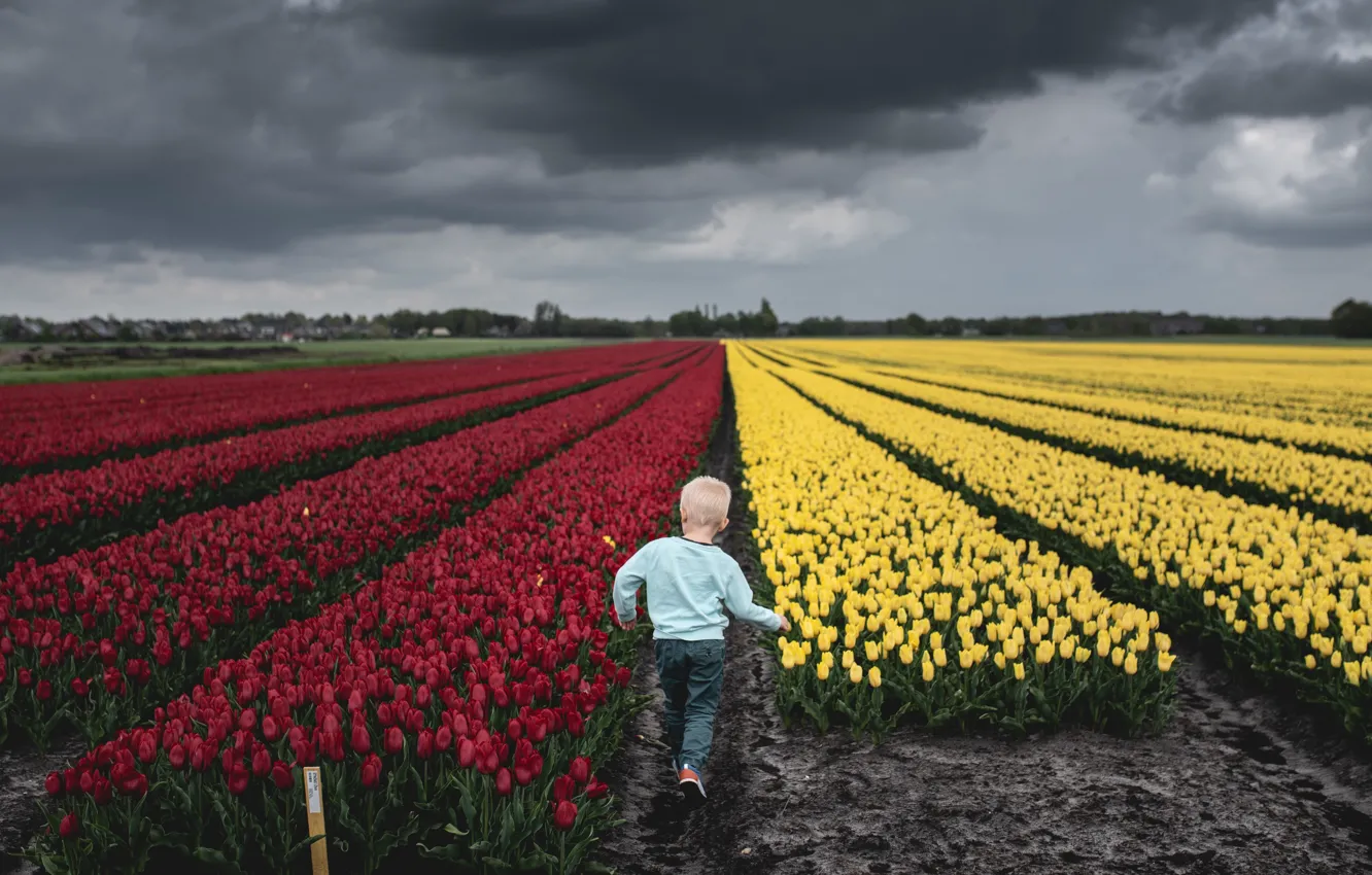 Photo wallpaper field, flowers, spring, boy, tulips, a lot, flower field, plantation