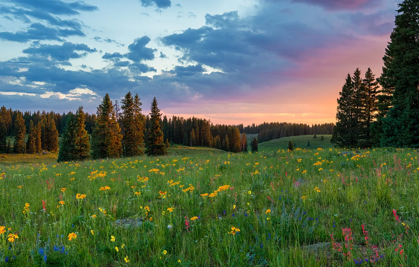 Photo wallpaper forest, summer, sunset, flowers, nature, glade