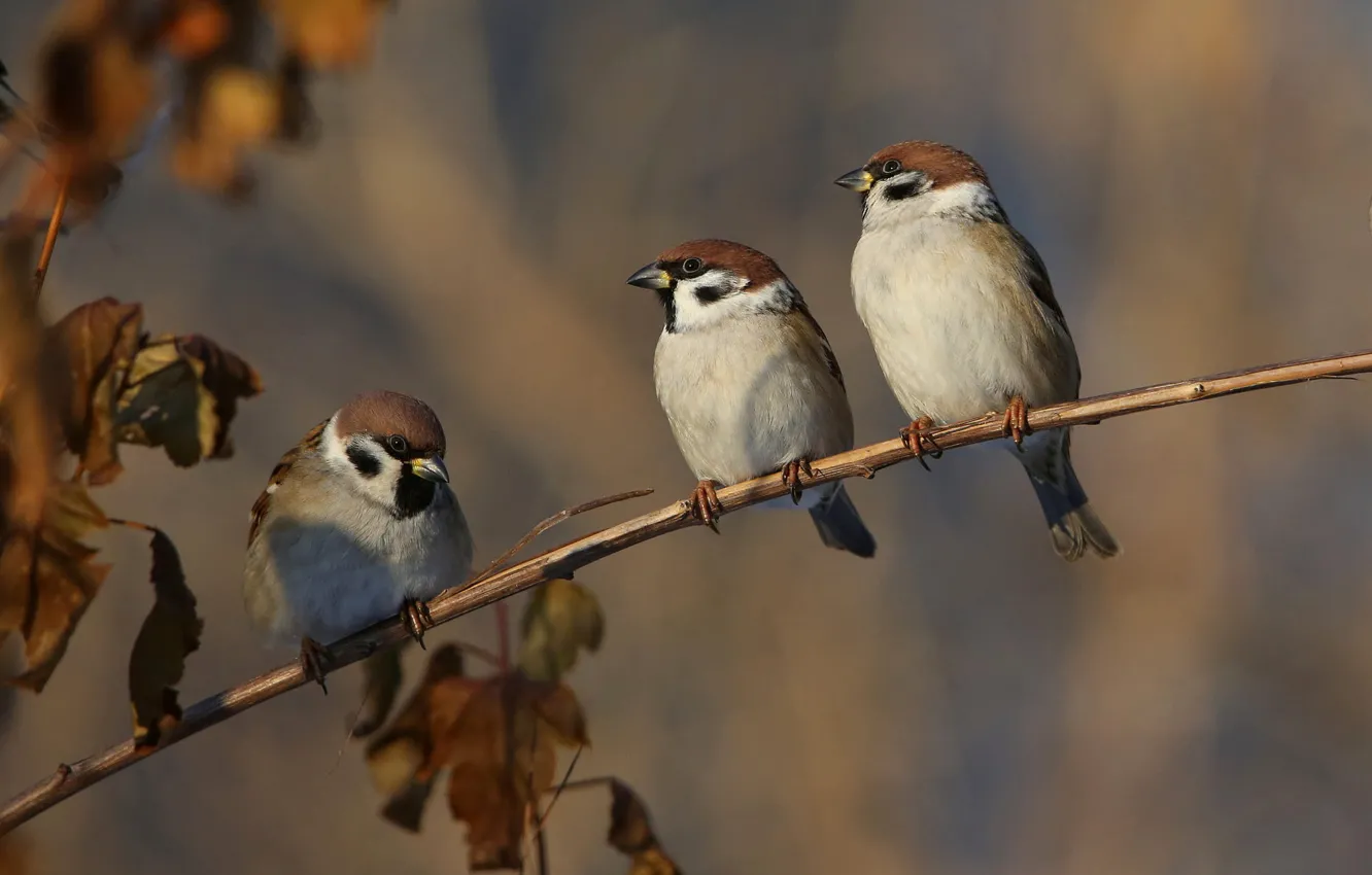 Photo wallpaper autumn, leaves, light, branches, nature, bird, Sparrow, three