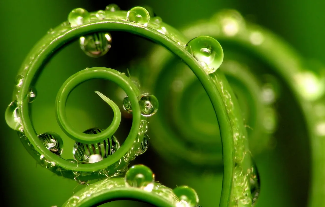 Photo wallpaper drops, macro, plant