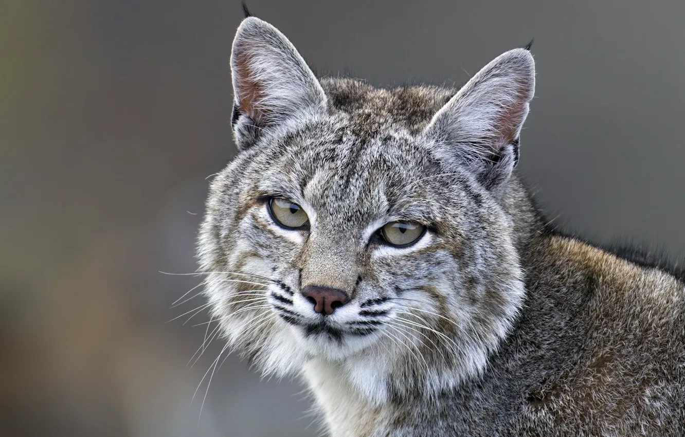 Photo wallpaper look, face, grey, portrait, lynx