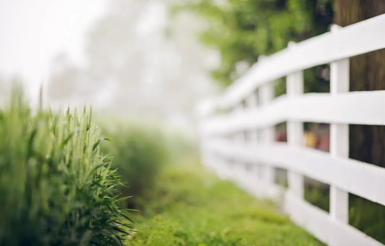 Photo wallpaper grass, background, the fence