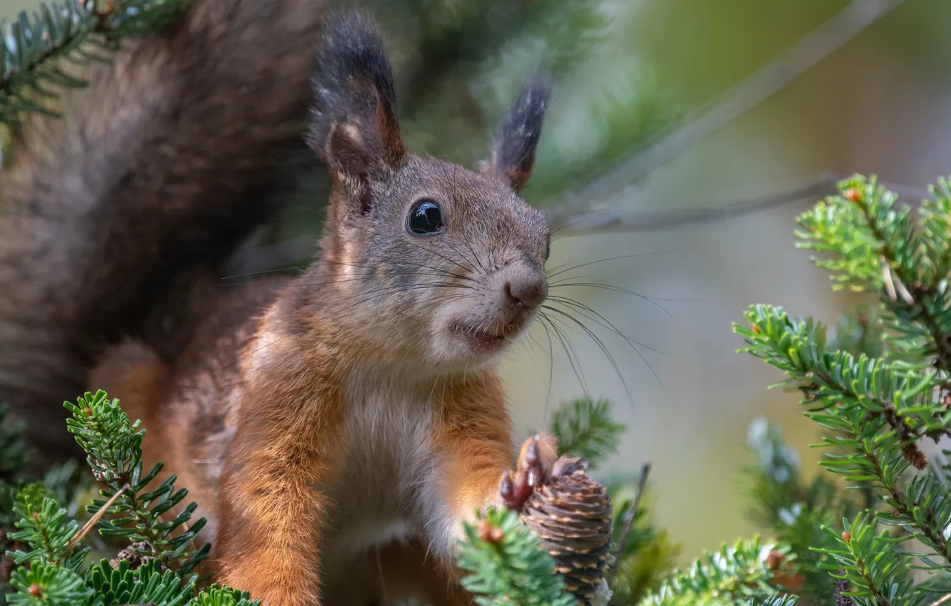 Photo wallpaper branches, protein, muzzle, red, bumps, pet, Alexey Kurmanci