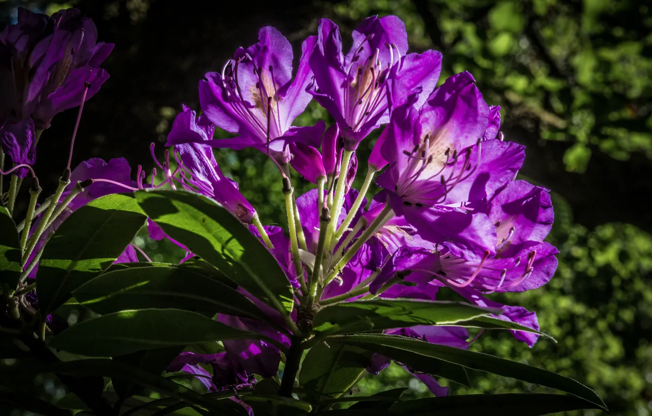 Photo wallpaper purple, rhododendron, Azalea