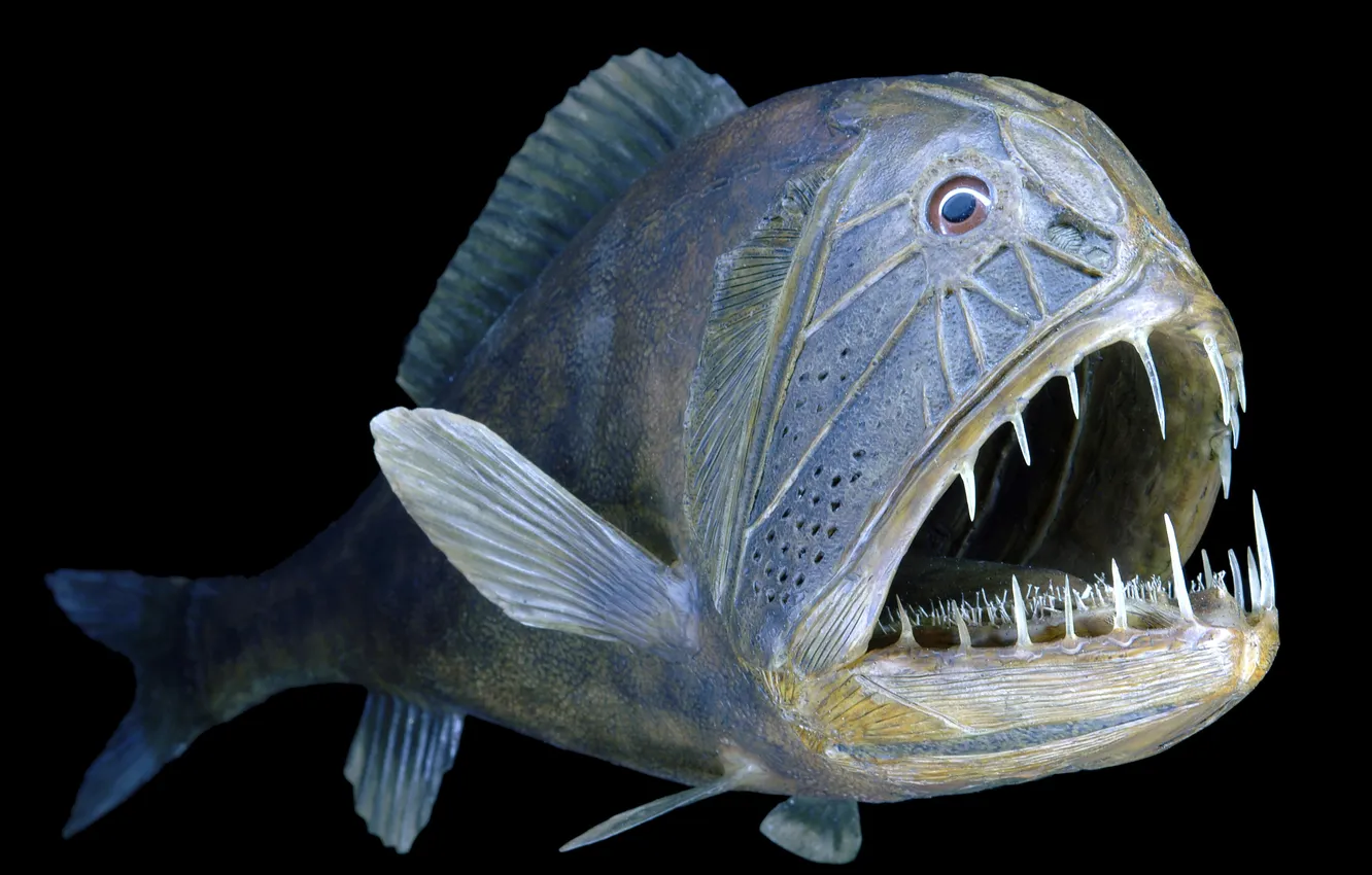 Photo wallpaper BACKGROUND, MOUTH, BLACK, FISH, FANGS, TEETH, MOUTH