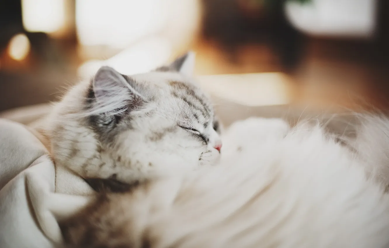 Photo wallpaper cat, comfort, home