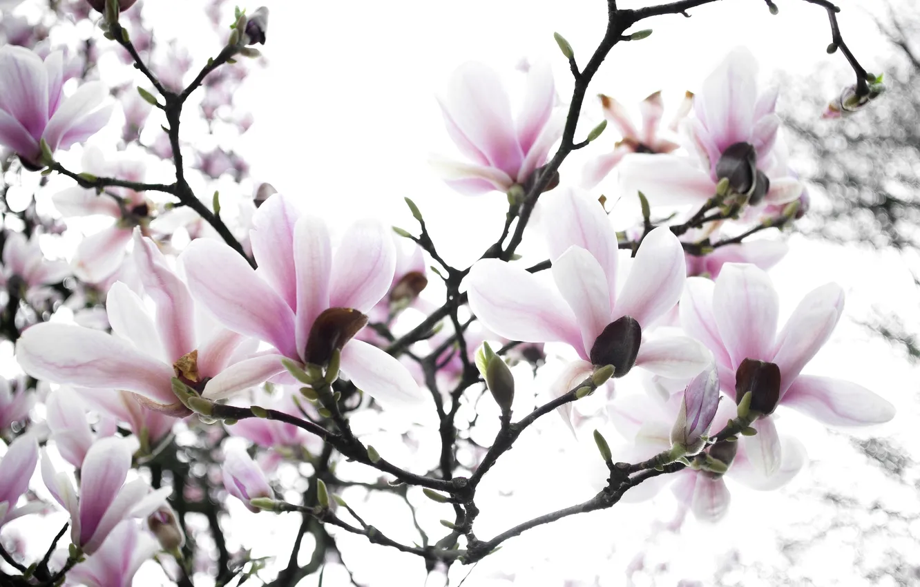 Photo wallpaper trees, branches, spring, Magnolia