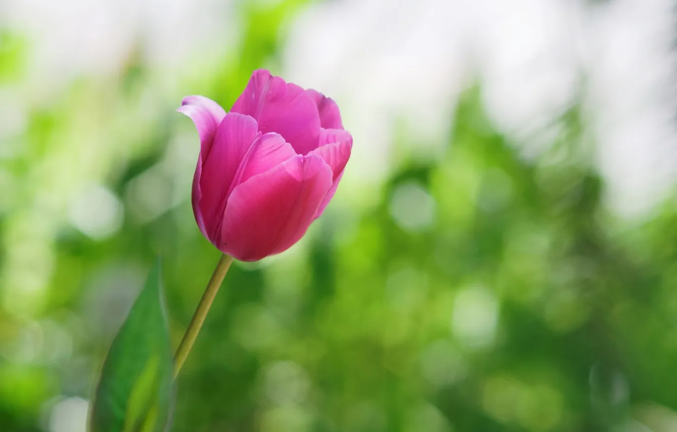 Photo wallpaper flowers, tulips, pink