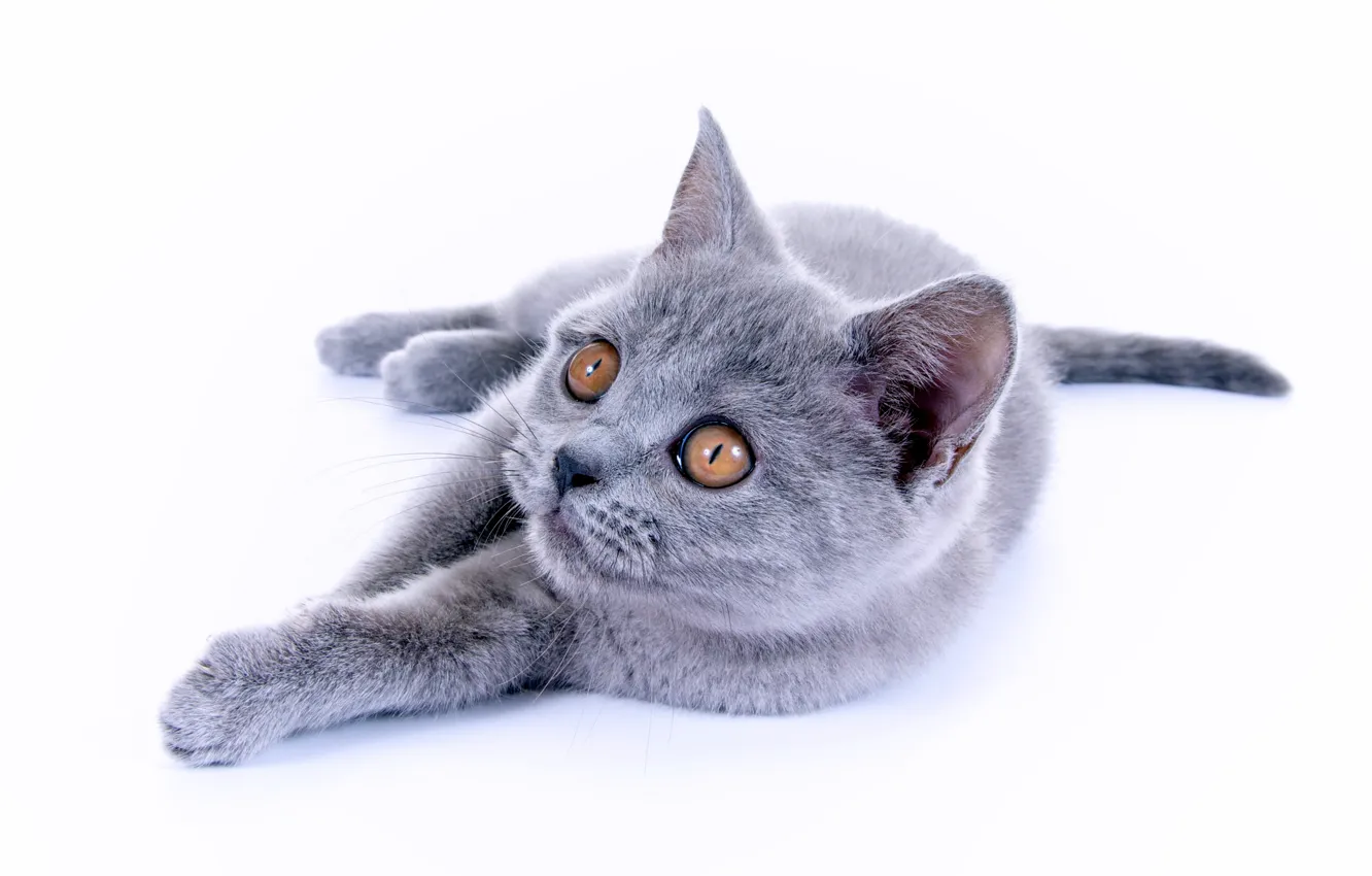 Photo wallpaper cat, kitty, British Shorthair