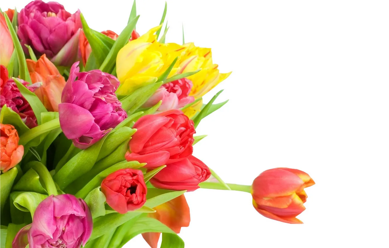 Photo wallpaper bouquet, colorful, tulips, flowers, beautiful, tulips, spring