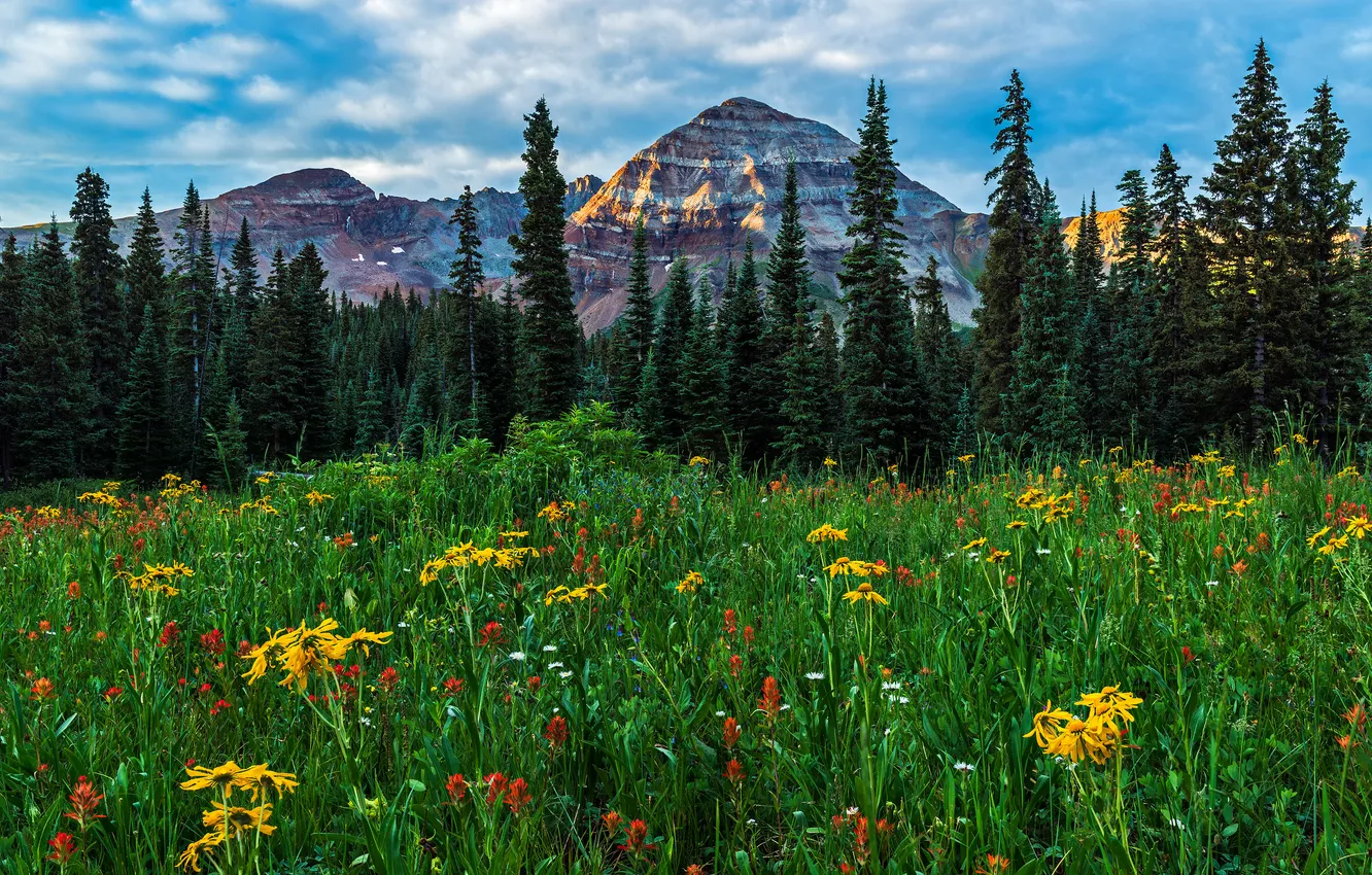 Photo wallpaper greens, field, clouds, flowers, mountains, ate, meadow, field