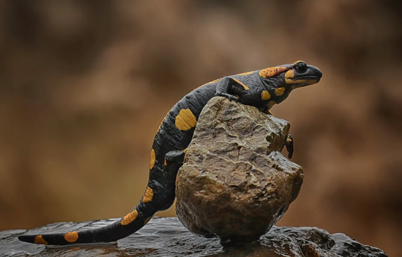 Photo wallpaper lizard, reptile, Salamanders