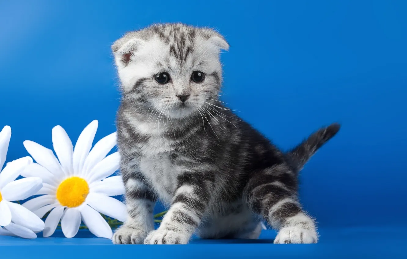 Photo wallpaper flowers, chamomile, kitty