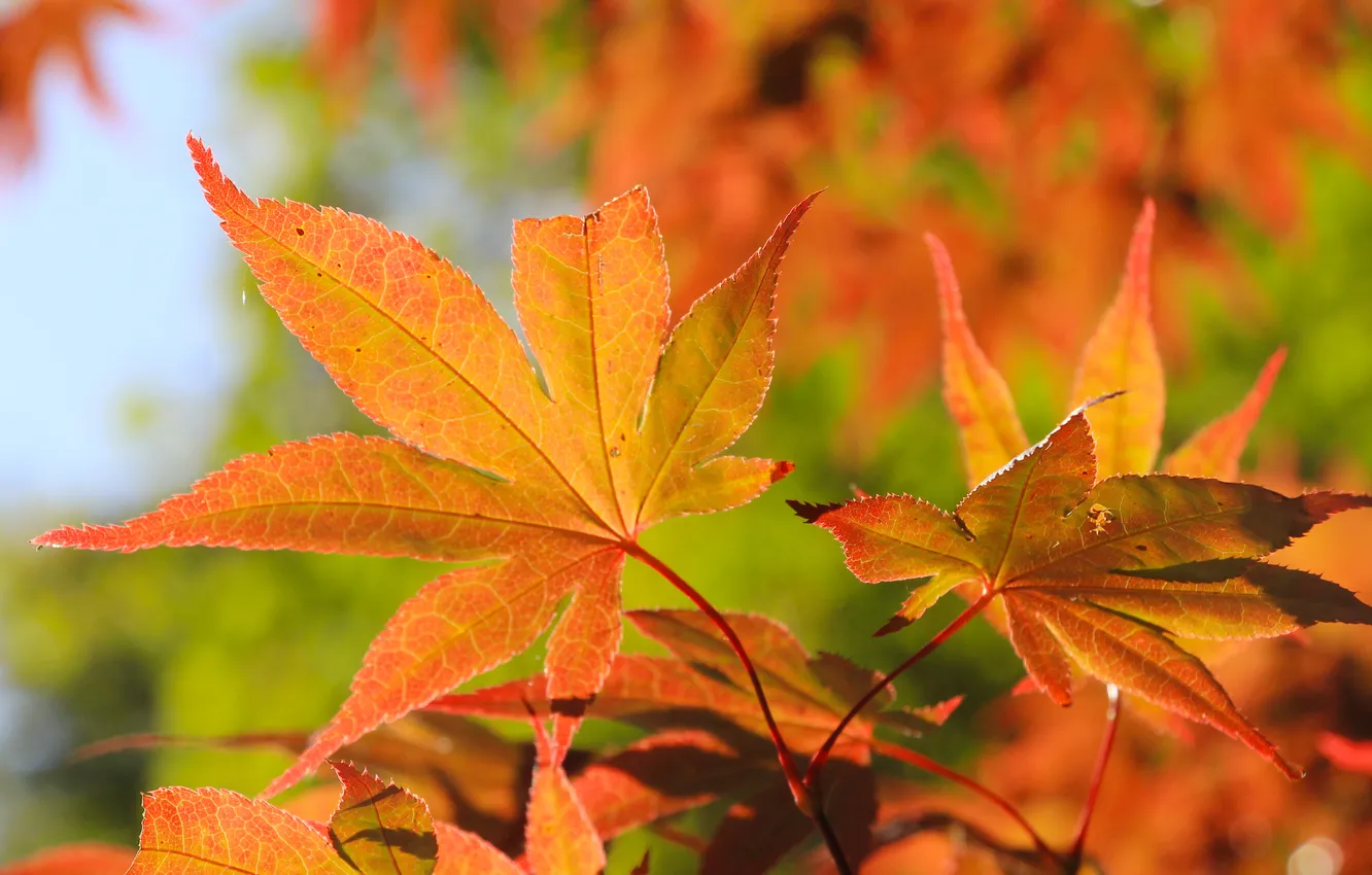 Photo wallpaper red, autumn, leaf