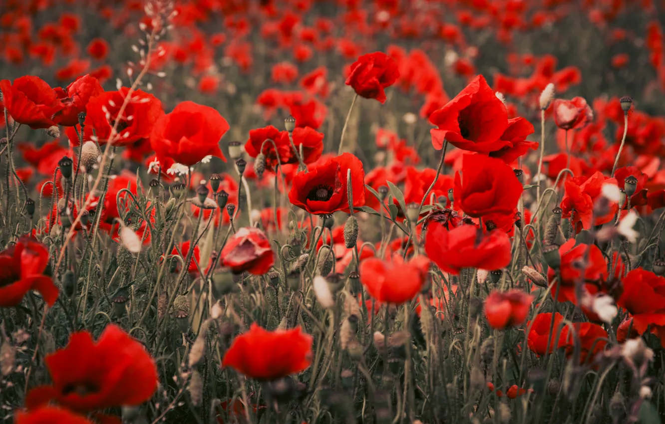Photo wallpaper field, summer, flowers, red, bright, Maki, a lot, poppy field