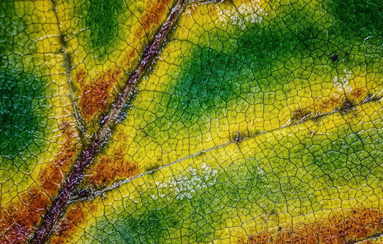 Photo wallpaper autumn, leaves, macro