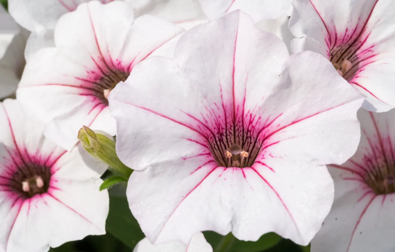 Photo wallpaper white, macro, Petunia