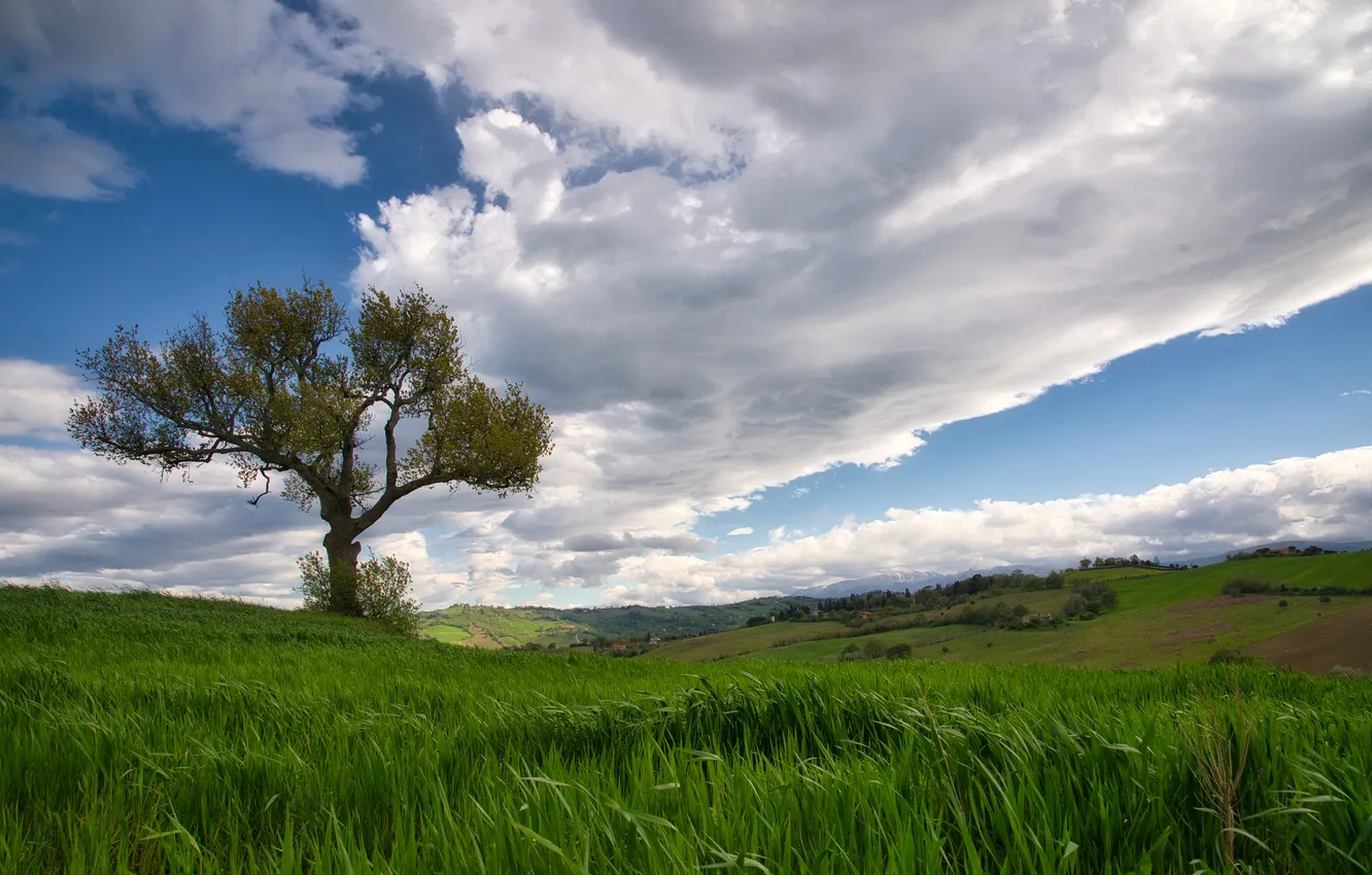 Photo wallpaper field, summer, trees