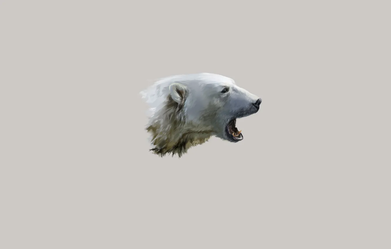Photo wallpaper face, mouth, polar bear