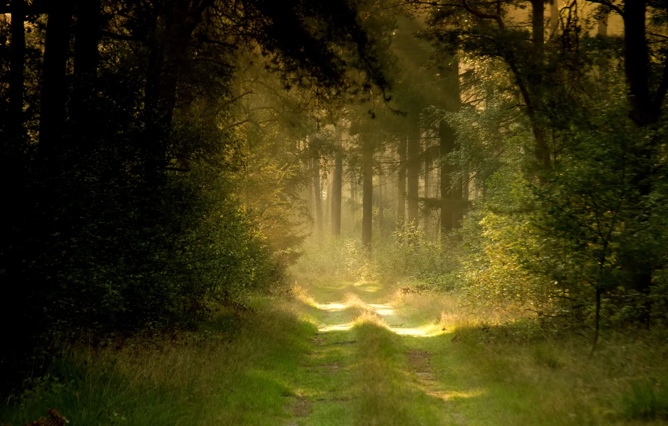 Photo wallpaper road, forest, summer, nature