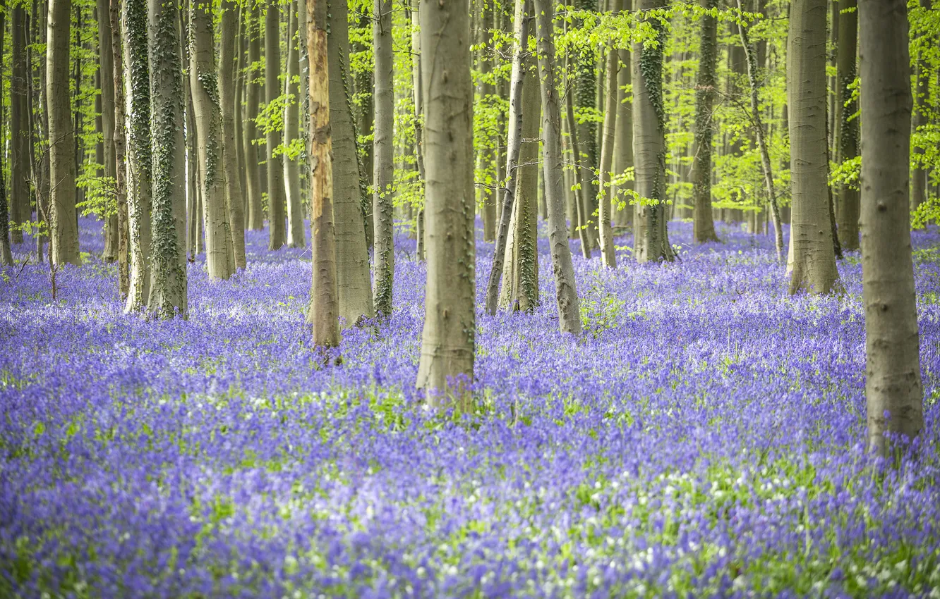 Photo wallpaper forest, light, trees, flowers, nature, glade, spring, bells