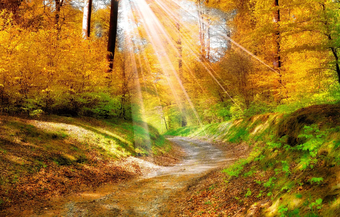 Photo wallpaper road, autumn, forest, the sun, rays, nature, beautiful