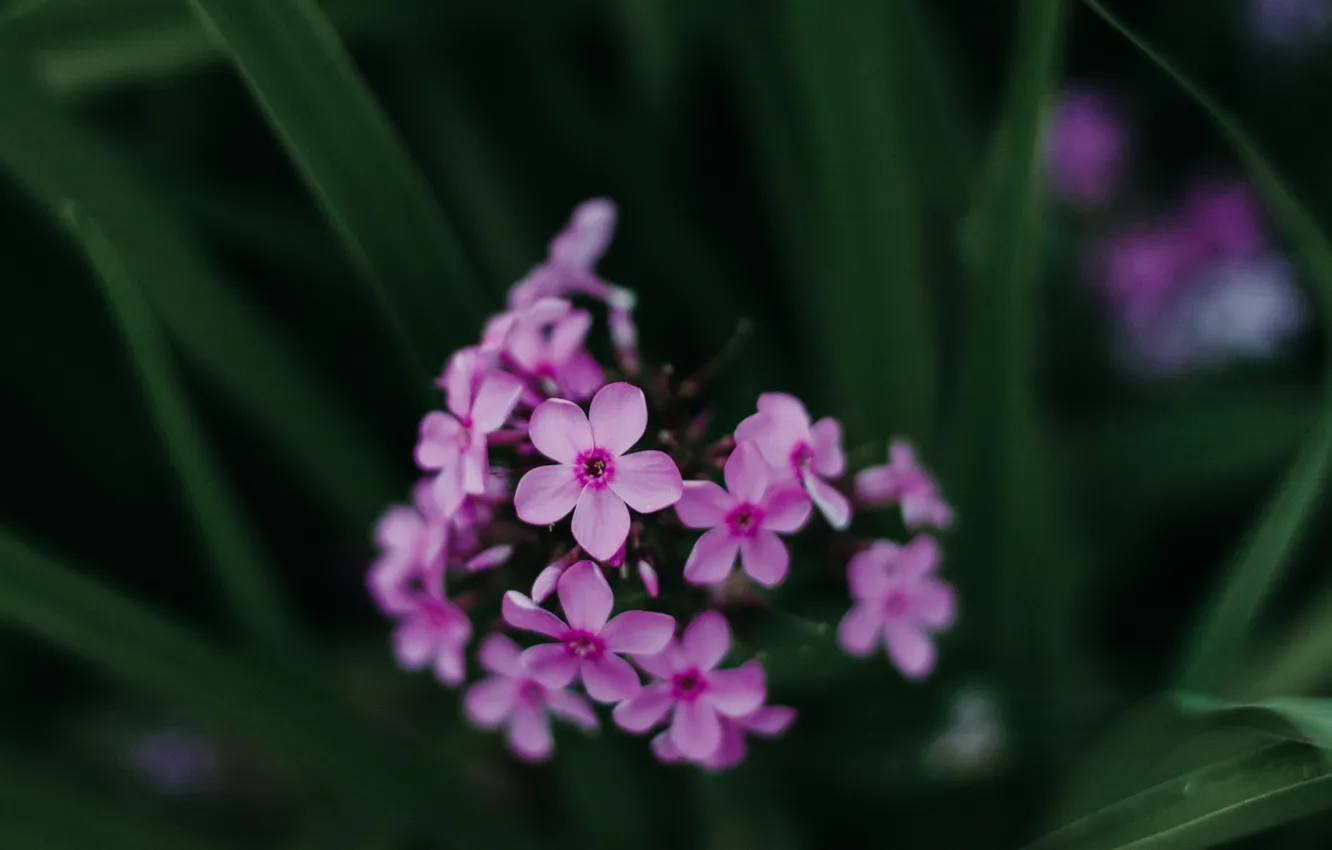 Photo wallpaper purple, Purple flowers, plants, growth, flora, nature, flora, color