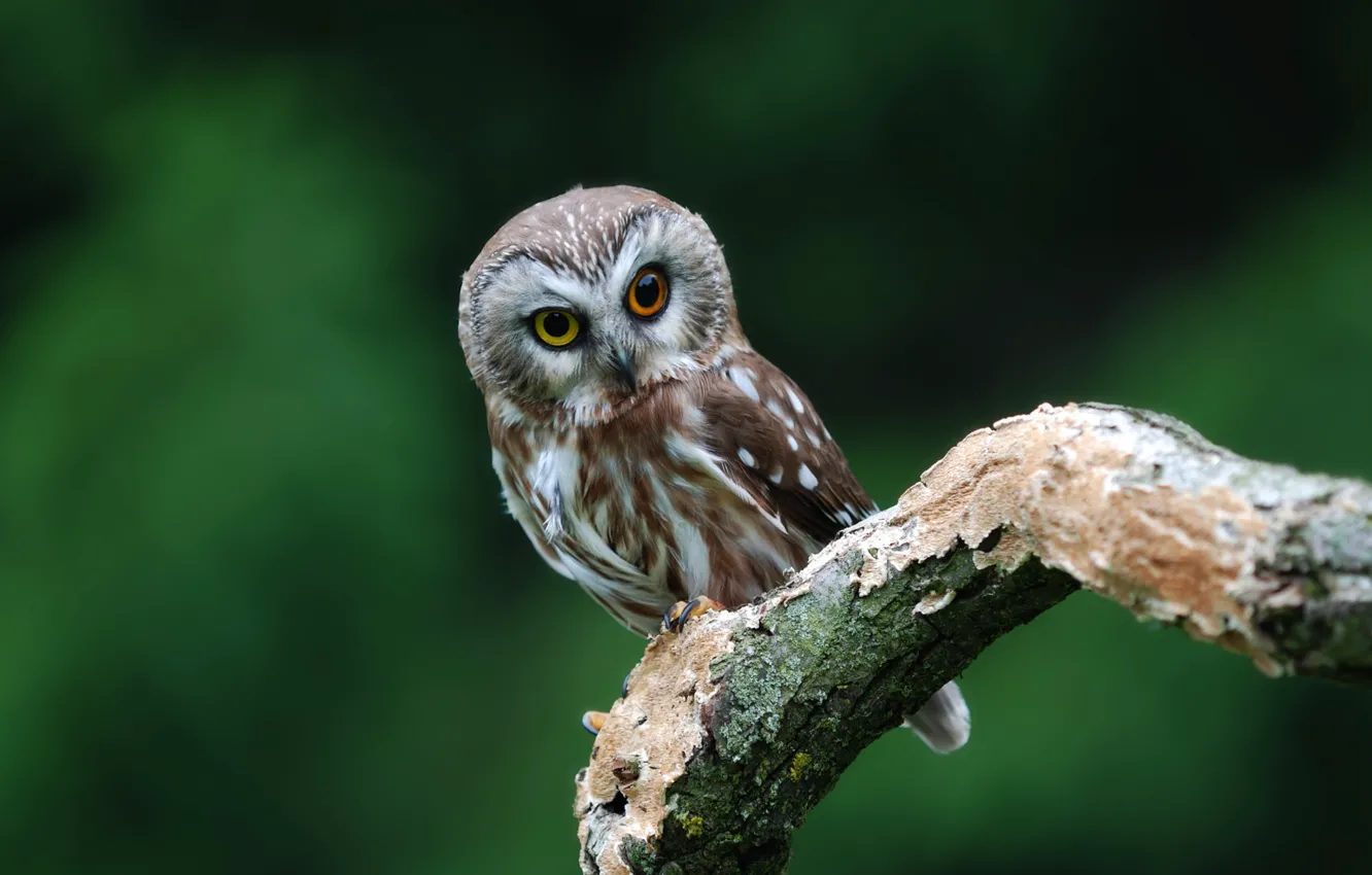 Photo wallpaper owl, bird, branch, eyed, owl