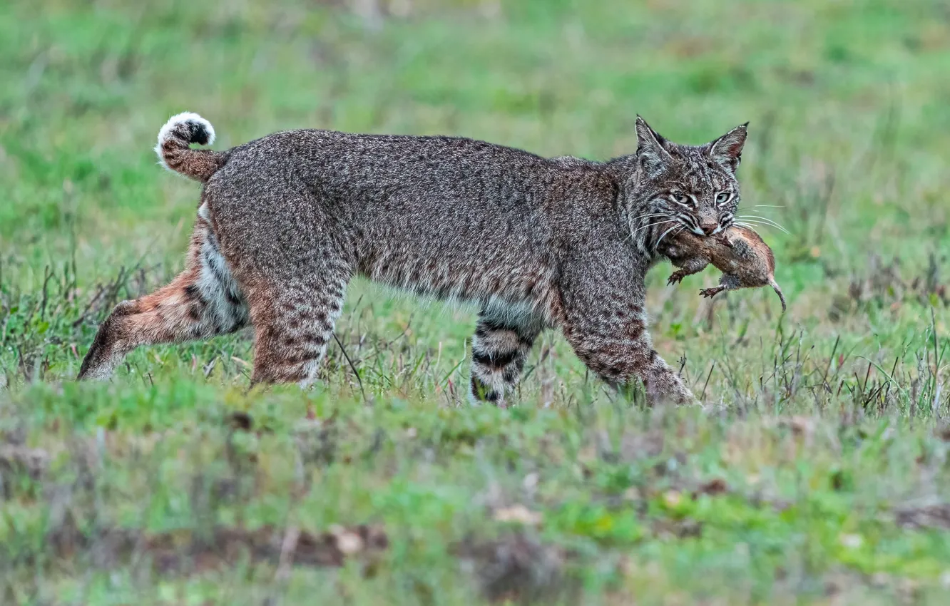 Photo wallpaper grass, look, face, nature, glade, lynx, hunter, wild cat