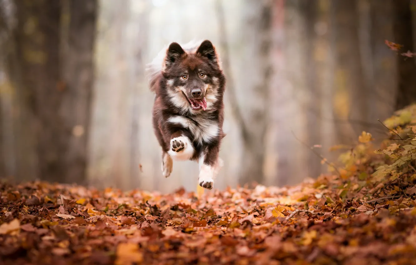 Photo wallpaper autumn, forest, language, look, face, leaves, trees, flight