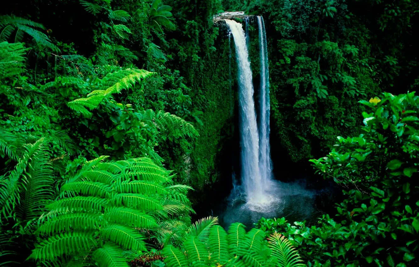 Photo wallpaper forest, waterfall, topical