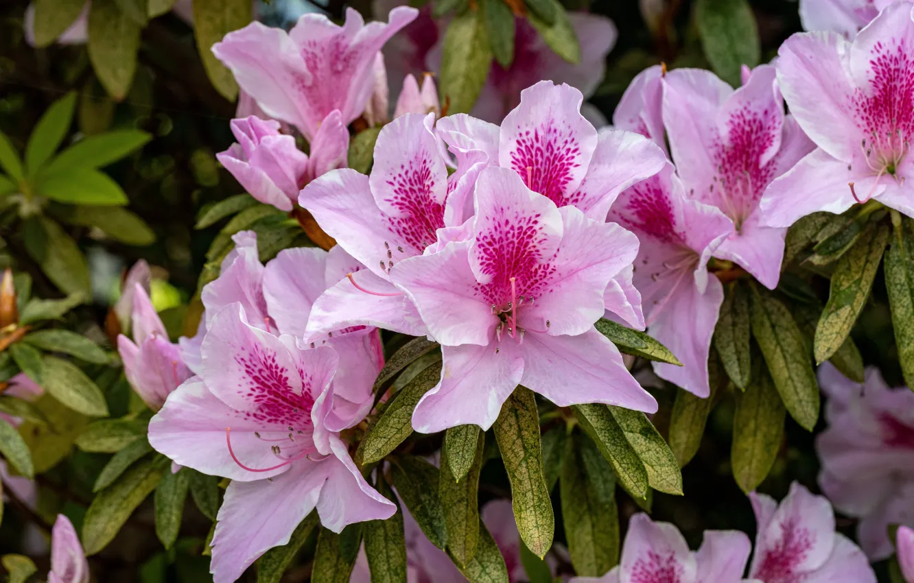 Photo wallpaper macro, flowers, pink, Azalea, rhododendrons
