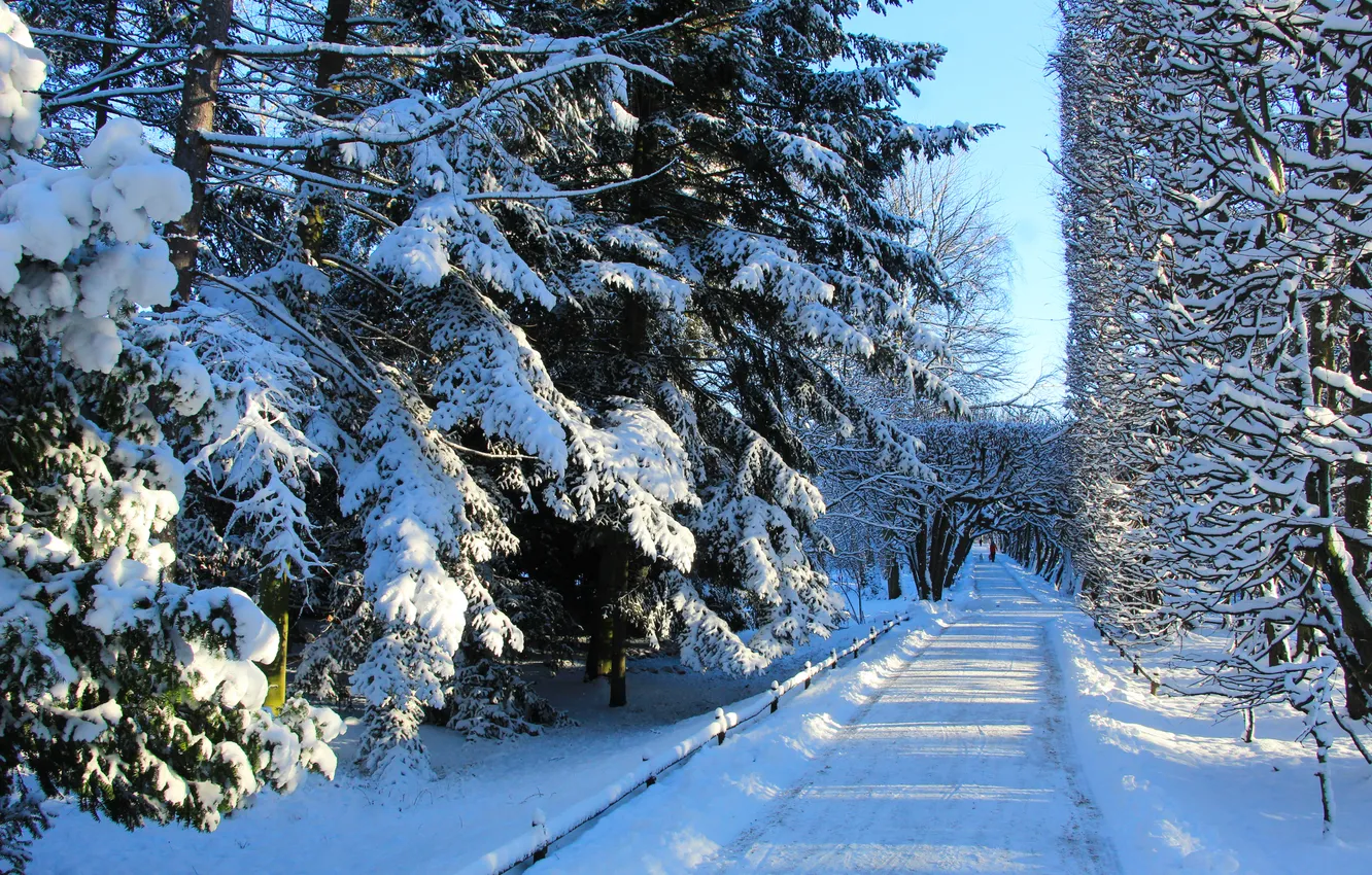 Photo wallpaper park, winter, snow, alley