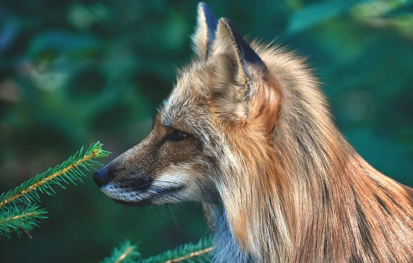 Photo wallpaper animals, nature, Fox