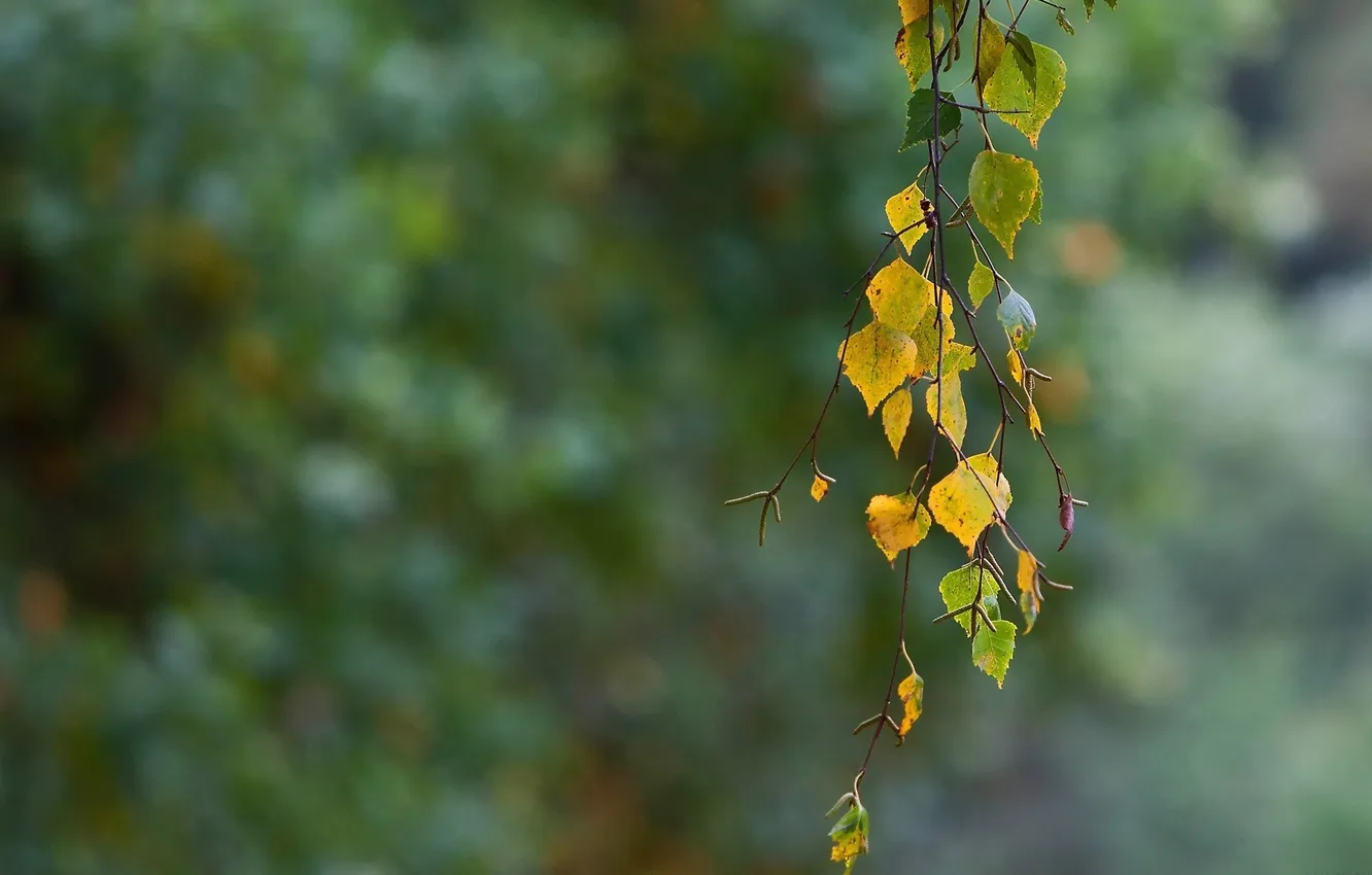 Photo wallpaper autumn, leaves, birch, branch