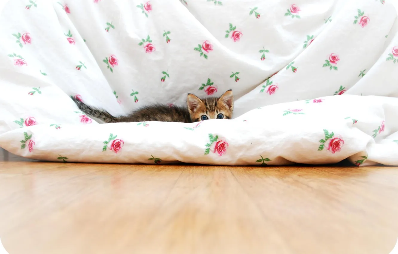 Photo wallpaper kitty, blanket, blue eyes, ears, hiding, ponytail