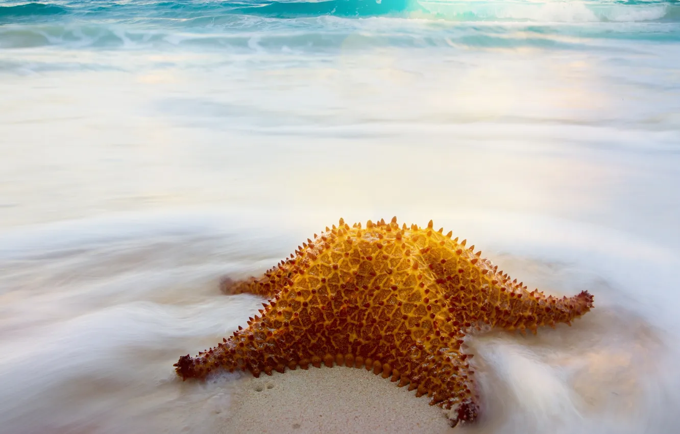Photo wallpaper sea, wave, shore, starfish