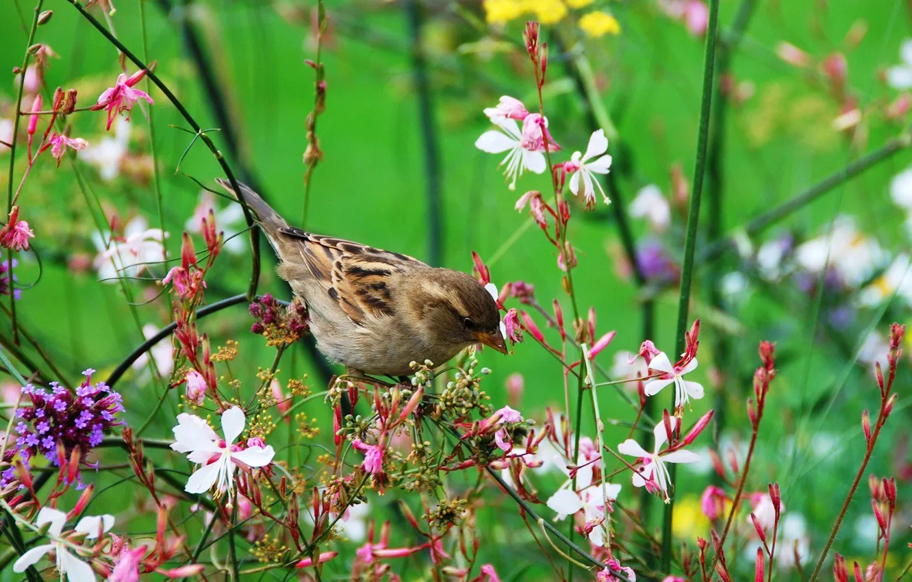 Photo wallpaper flowers, bird, meadow, Sparrow