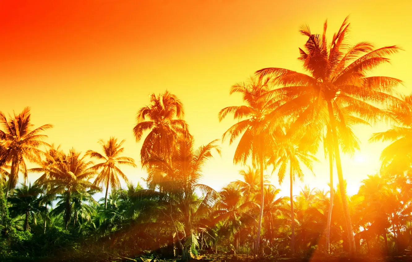 Photo wallpaper sunset, tropics, palm trees, sunset, tropical