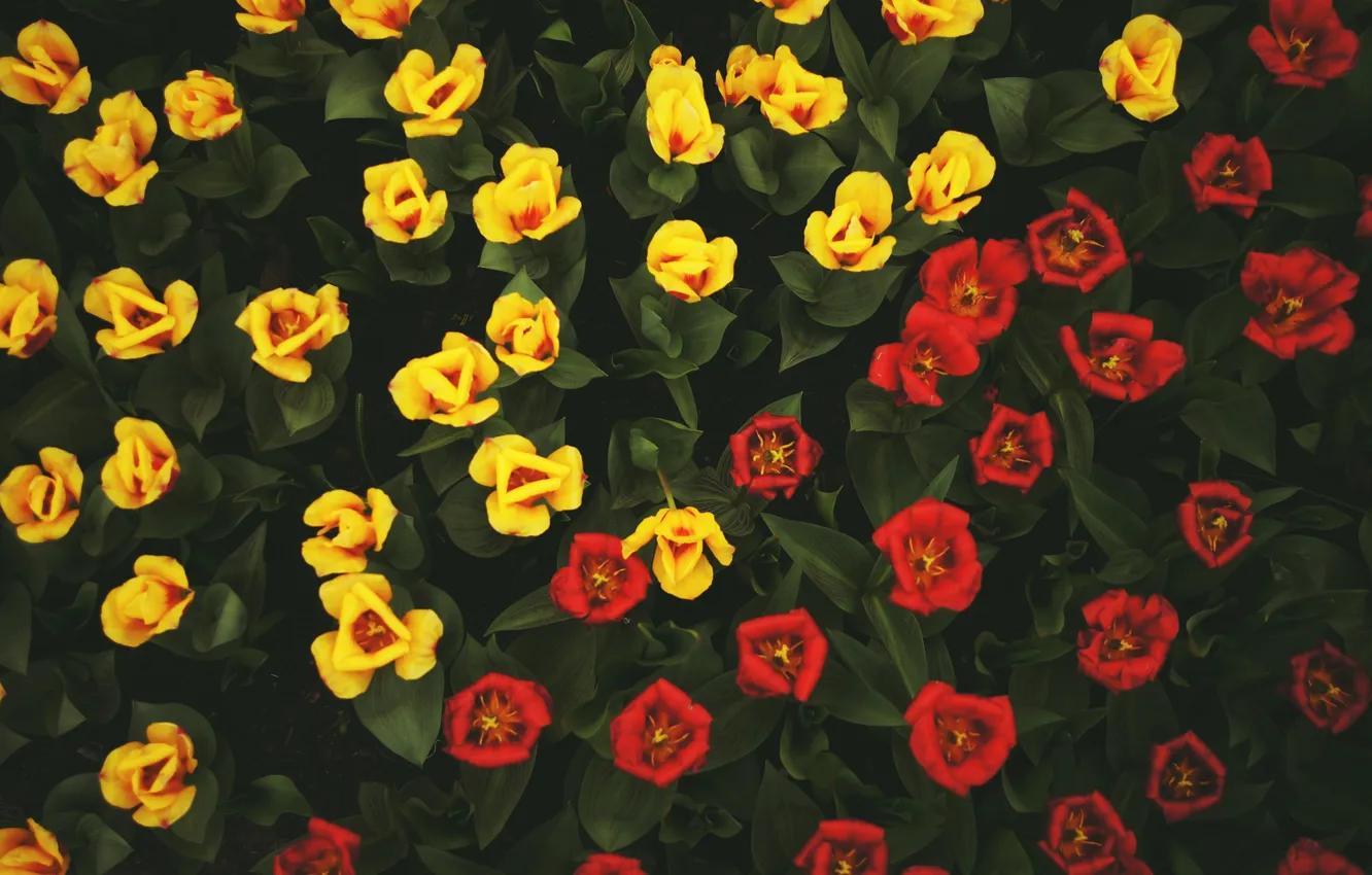 Photo wallpaper flowers, yellow, tulips, red
