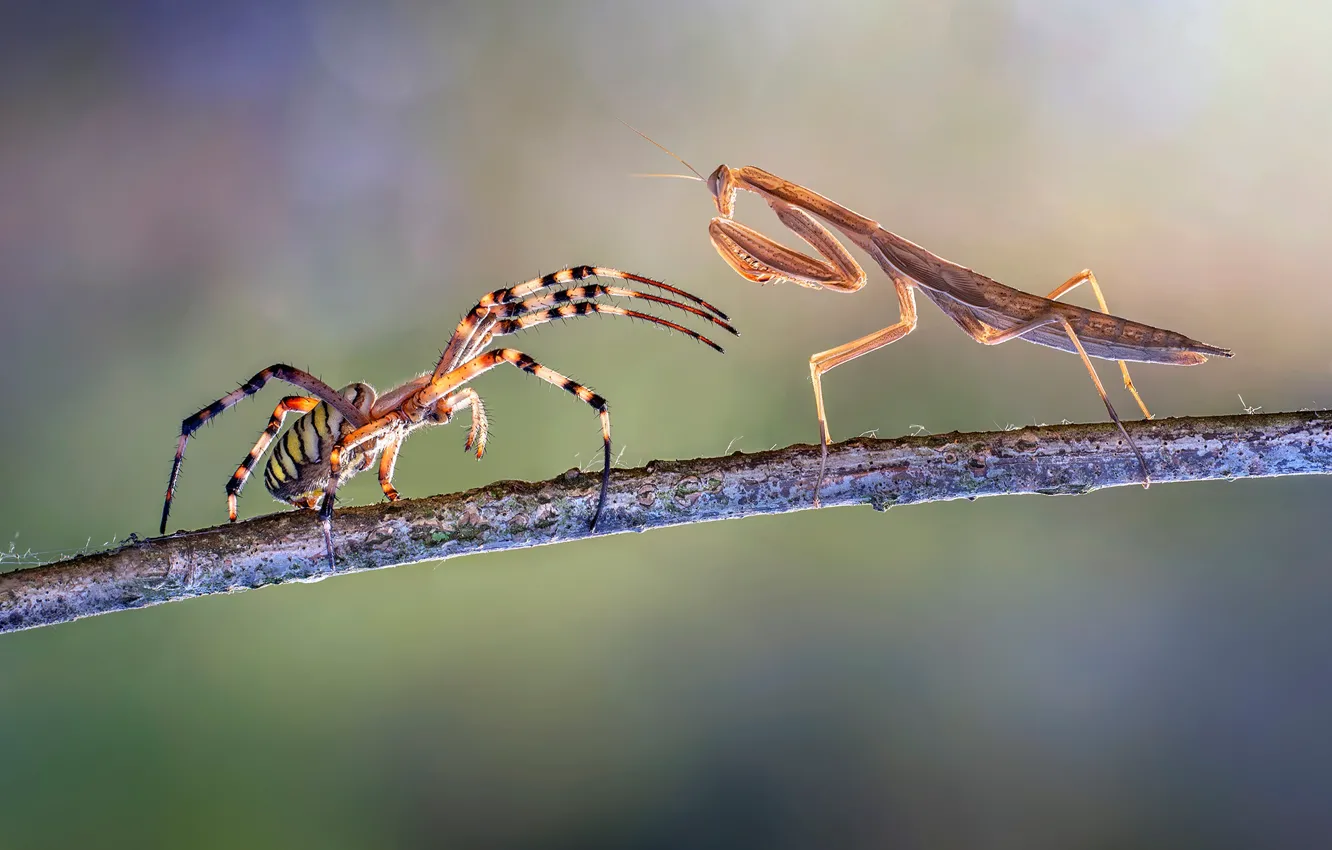 Photo wallpaper meeting, spider, mantis, battle, fight