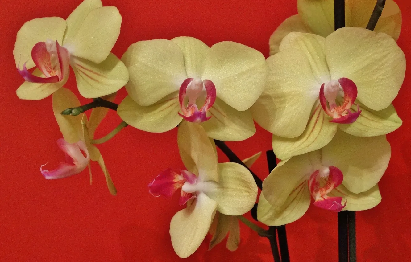 Photo wallpaper exotic, Orchid, Phalaenopsis