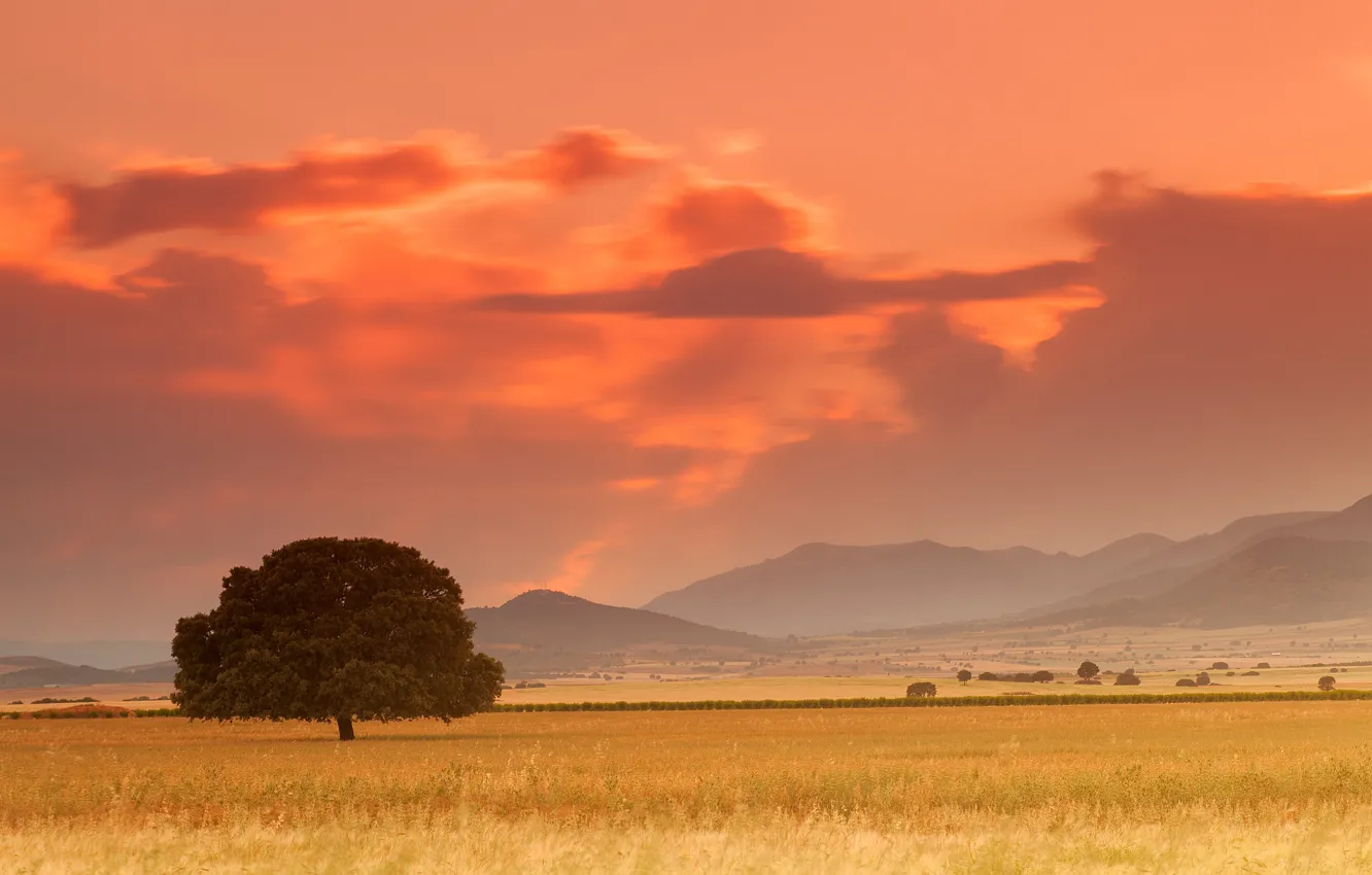 Photo wallpaper field, trees, sunset, mountains, clouds, the evening, Spain