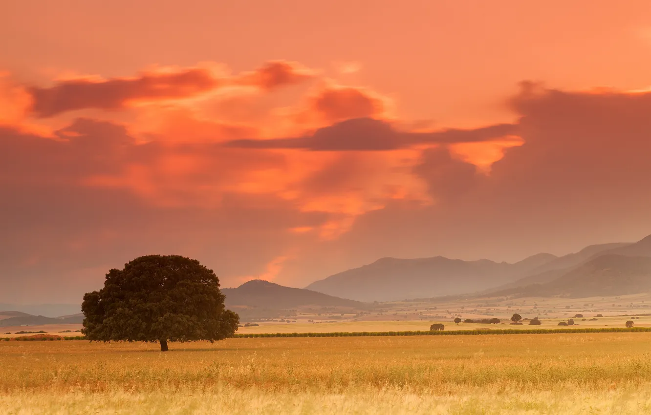 Photo wallpaper field, trees, sunset, mountains, clouds, tree, the evening, Spain
