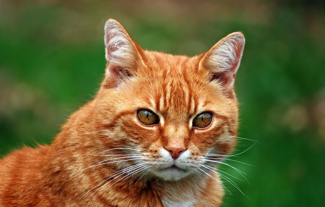 Photo wallpaper cat, background, portrait, red