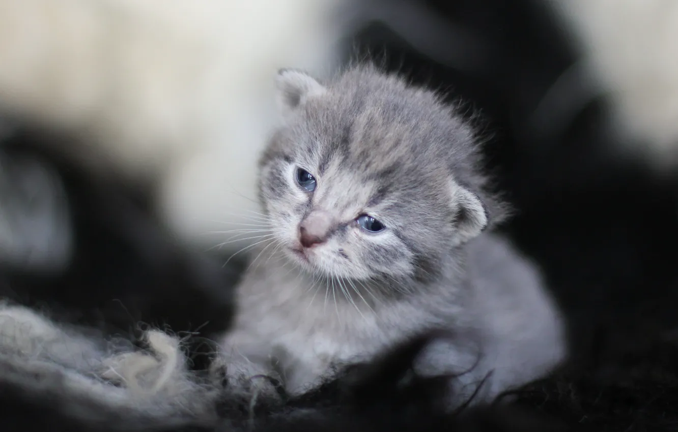 Photo wallpaper kitty, eyes, baby, muzzle