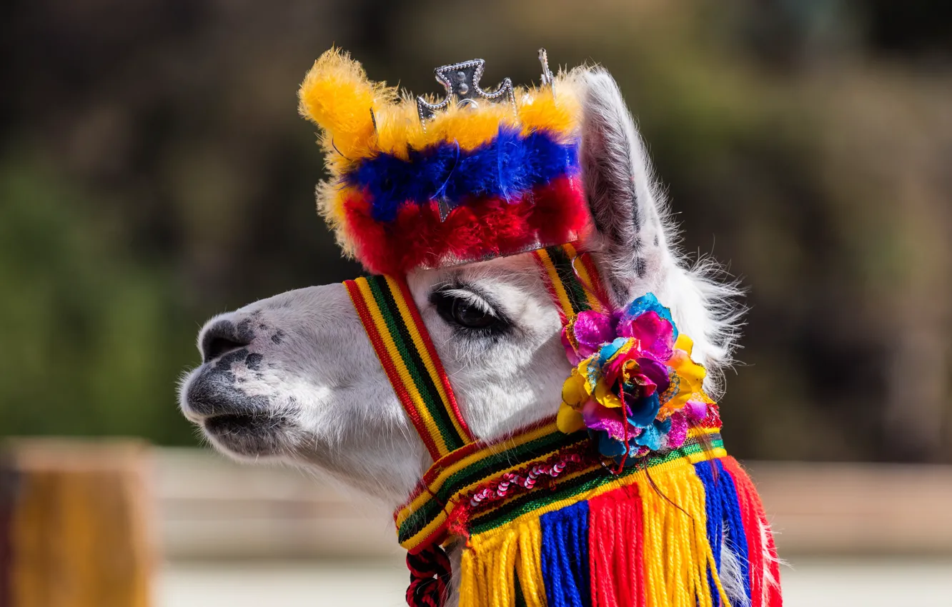 Photo wallpaper face, Lama, Colombia, Colombia, Ipiales, Ipiales, Old