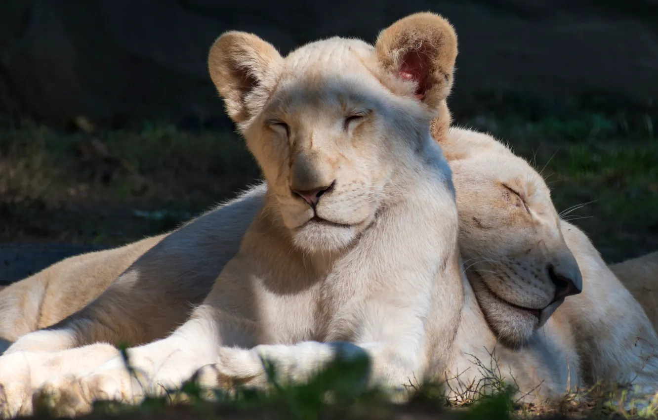 Photo wallpaper cat, grass, face, light, nature, background, stay, two